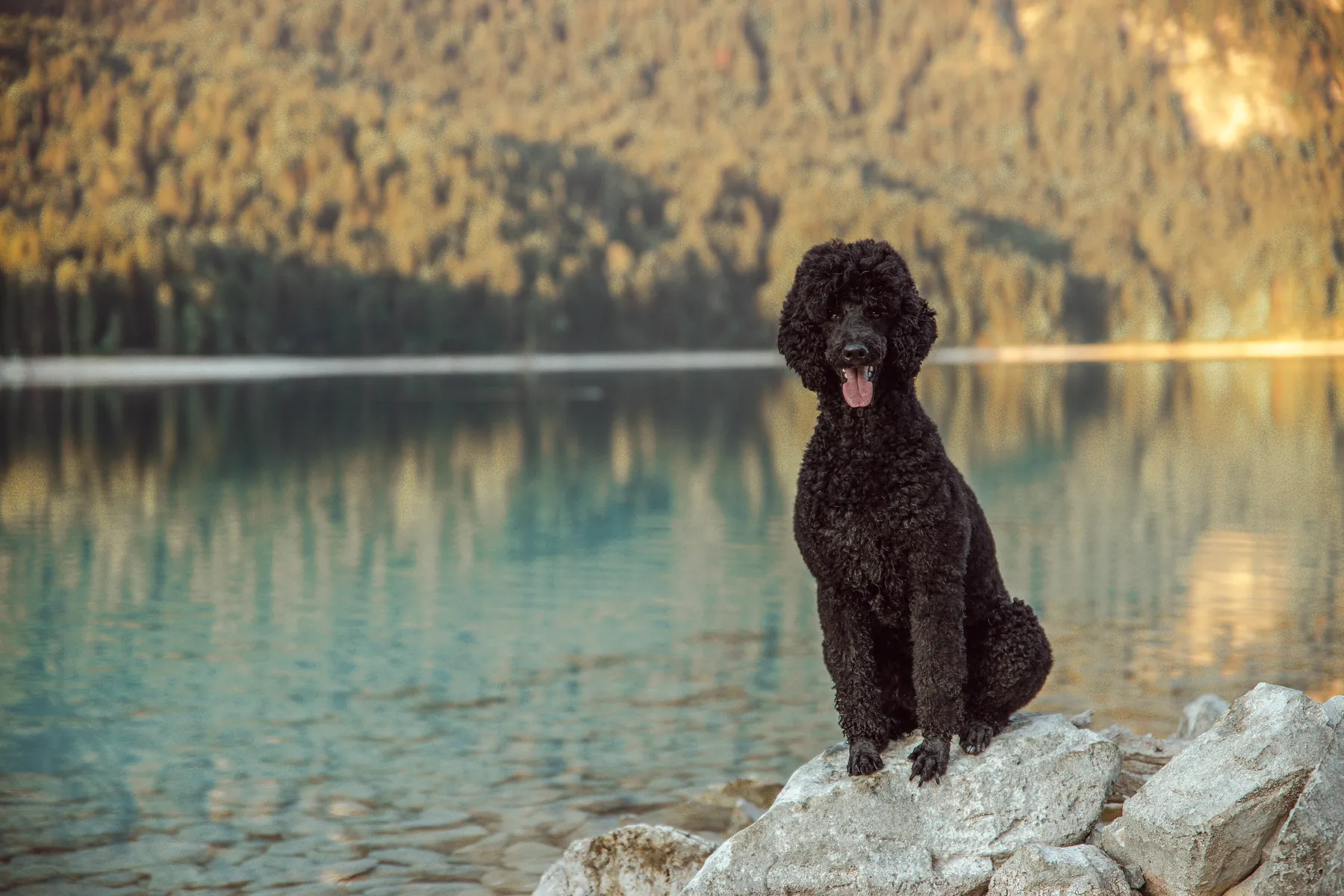 Tiffany sitzt am Ufer des Eibsees