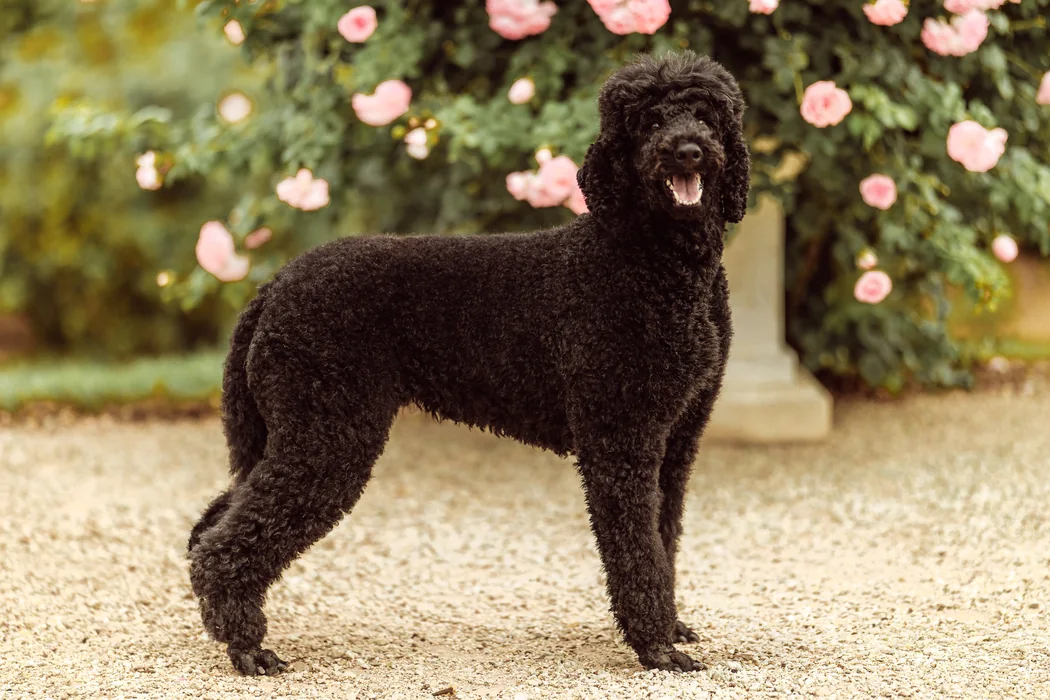 Tiffany steht im Profil vor einer Rosenhecke