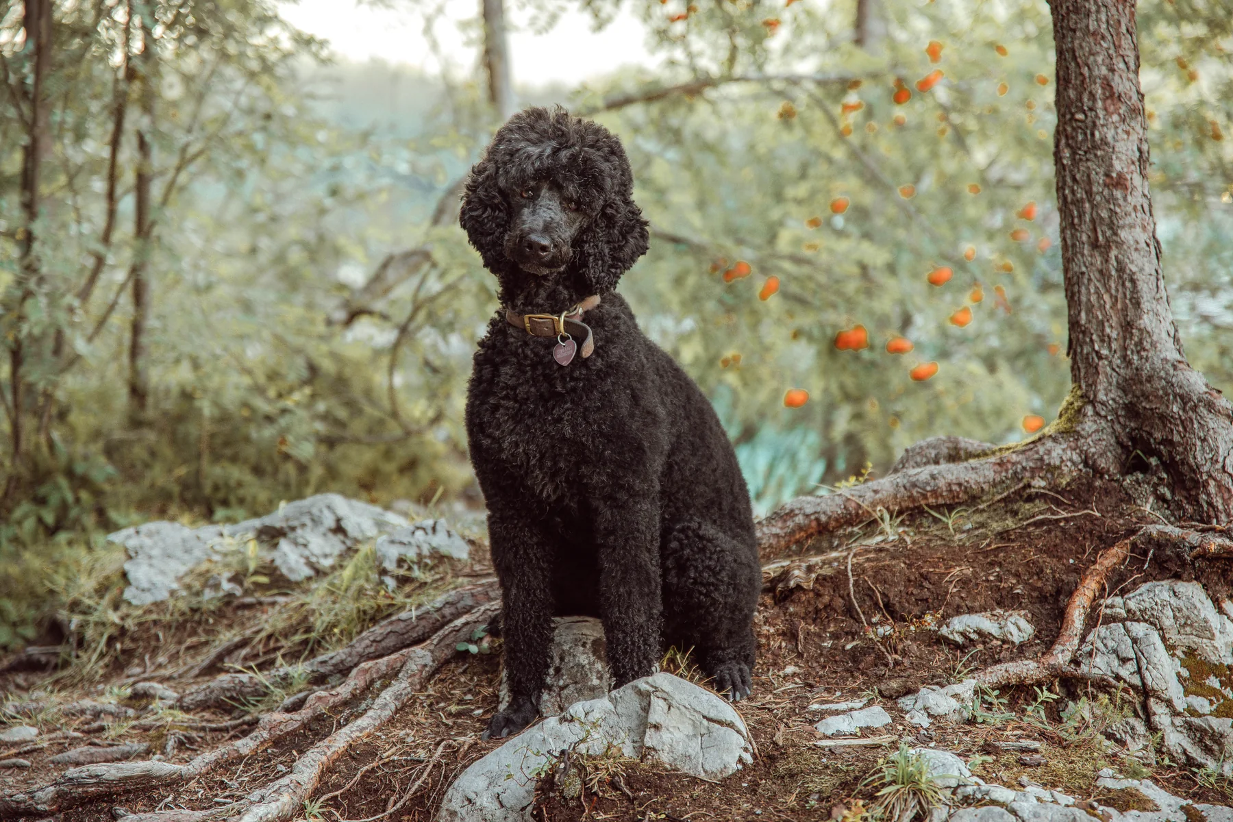 Tiffany sitzt unter Kiefern auf einem Felsen am Ufer