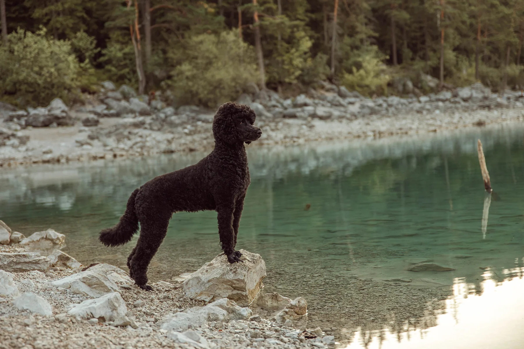 Tiffany steht auf einem Stein am Ufer des Eibsees
