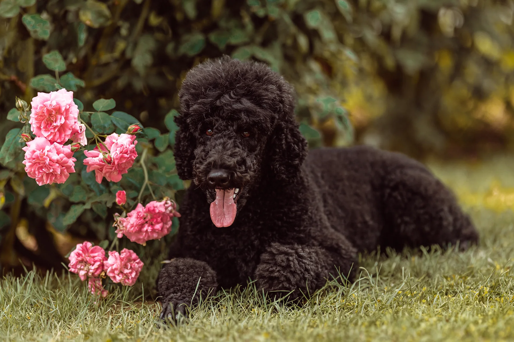 Tiffany liegt im Gras neben einem rosa blühenden Rosenstrauch