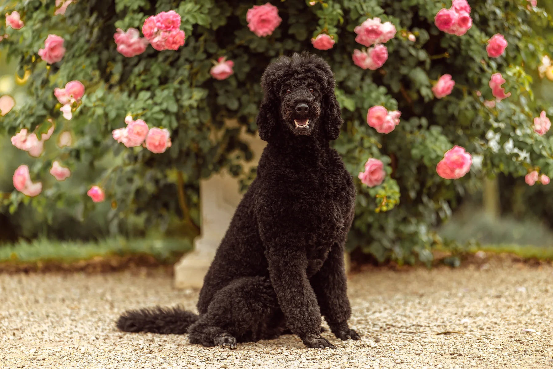Tiffany sitzt auf einem Kiesweg vor einer Rosenhecke