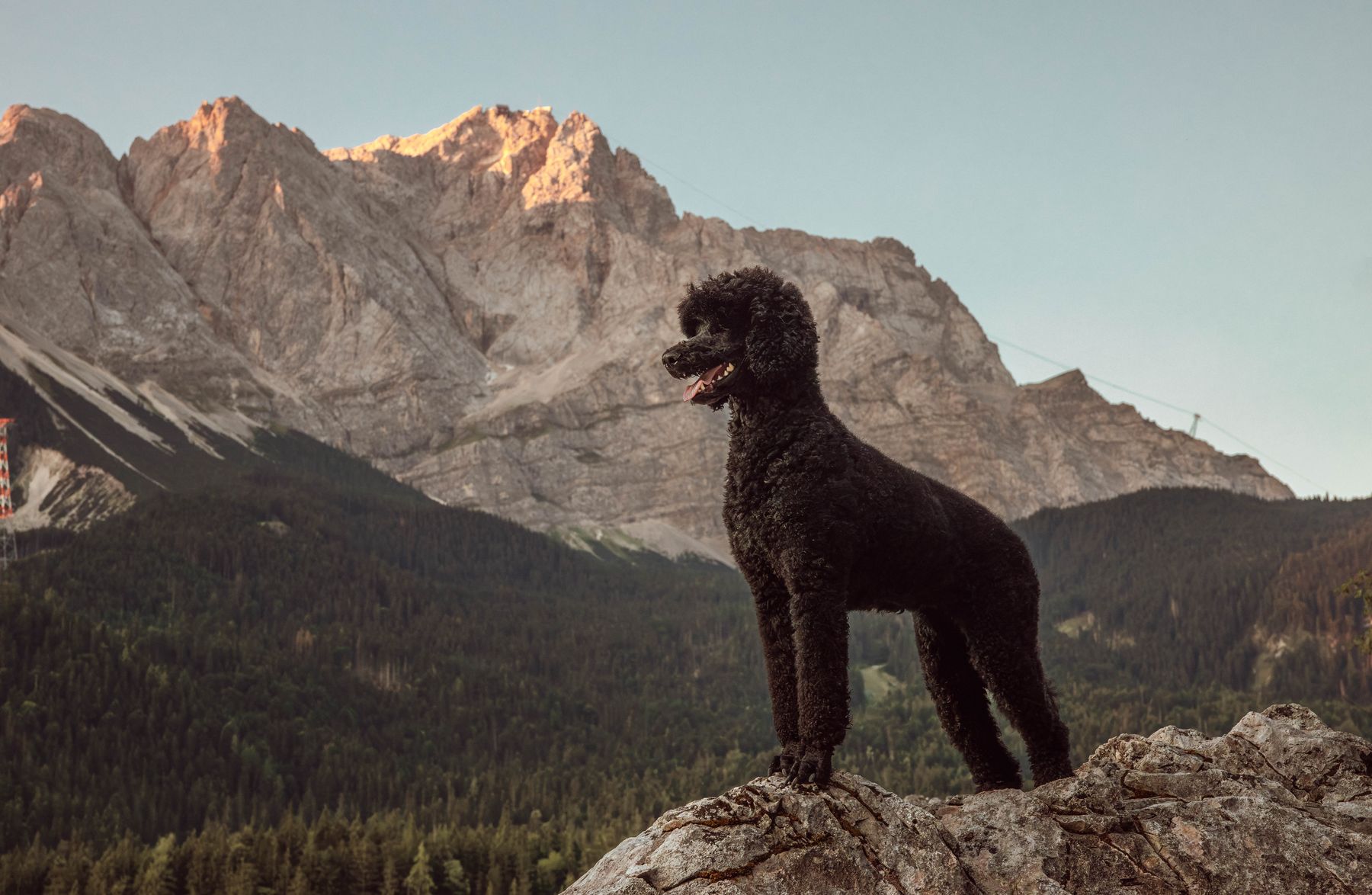 Tiffany, schwarze Großpudelhündin, steht auf einem Felsen vor der Zugspitze