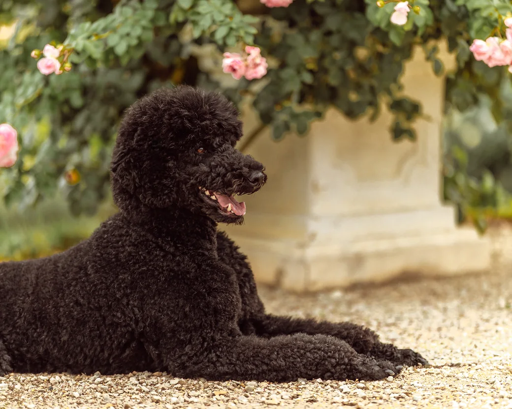 Tiffany liegt entspannt vor einer Rosenhecke