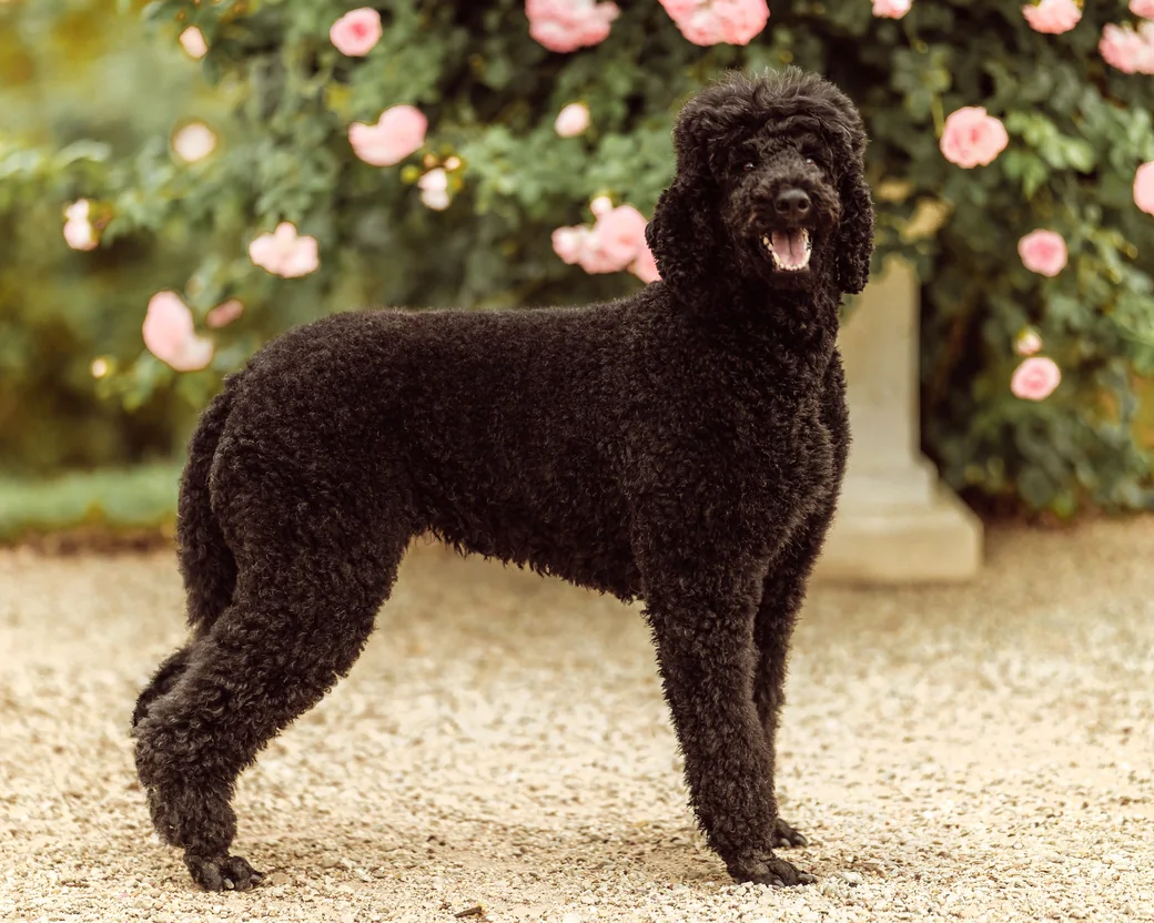 Tiffany steht im Profil vor einer Rosenhecke