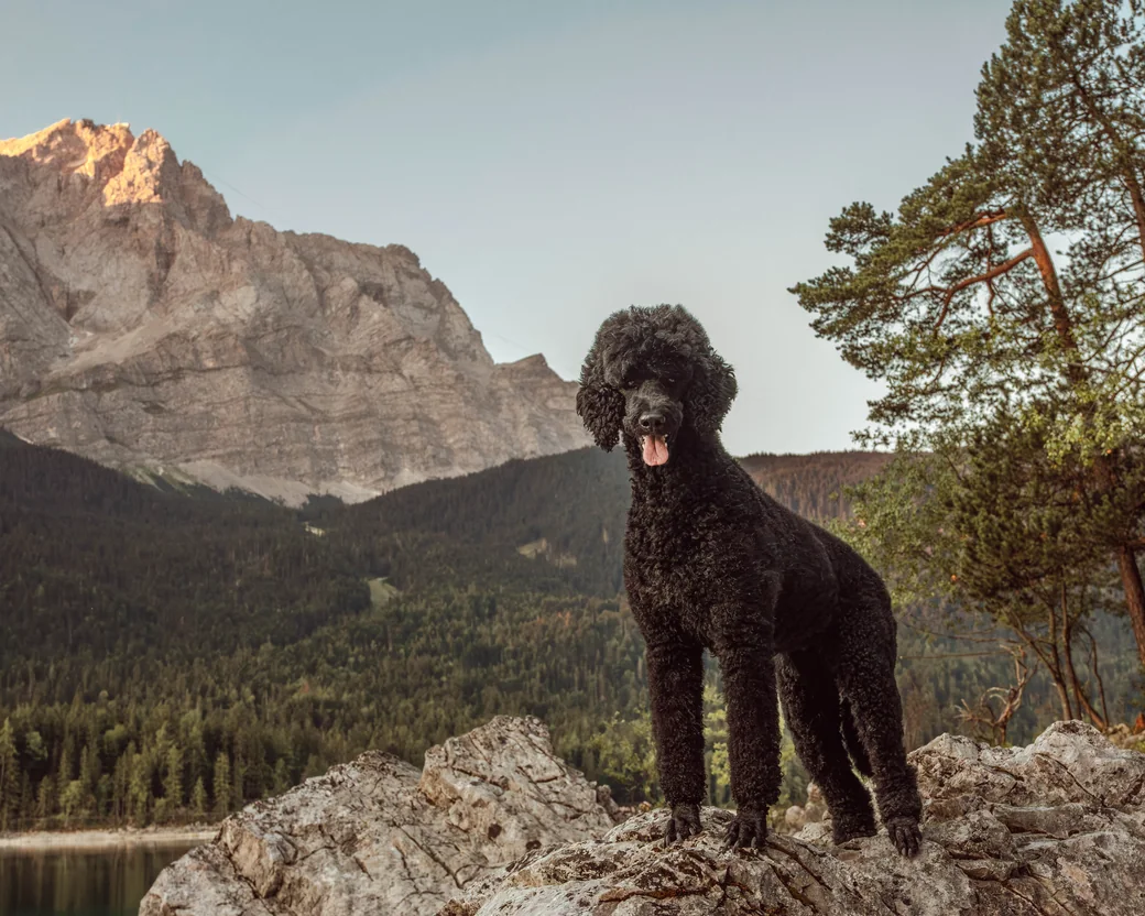 Tiffany steht auf einem Felsen vor der Zugspitze