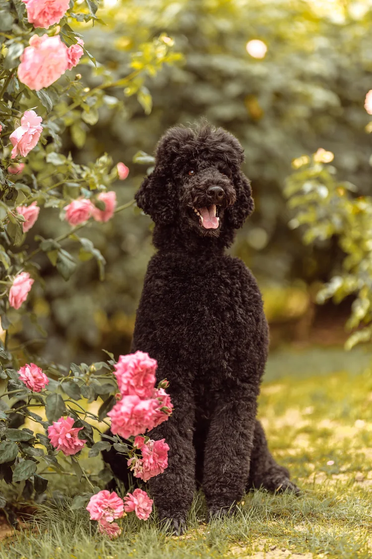 Tiffany sitzt im Garten neben einem Rosenstrauch