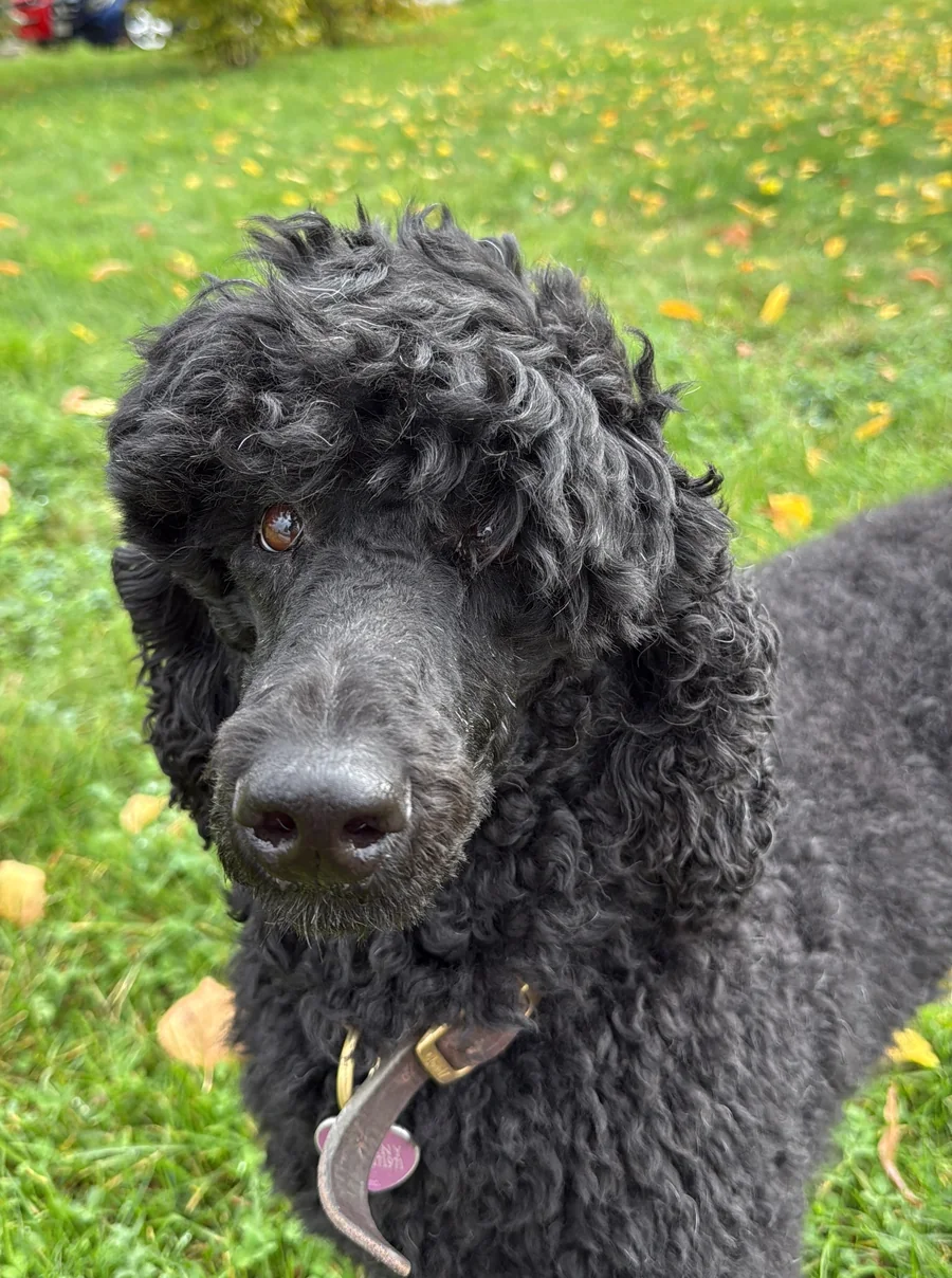 Nahaufnahme von Tiffany im herbstlichen Gras mit braunem Lederhalsband