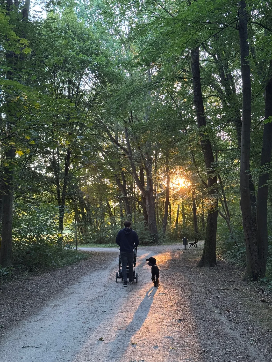 Waldweg im Gegenlicht, Seamus mit Kinderwagen und Tiffany von hinten