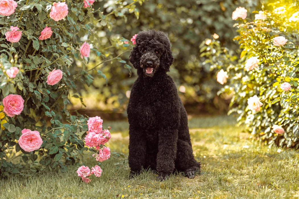 Tiffany sitzt aufmerksam zwischen blühenden Rosensträuchern