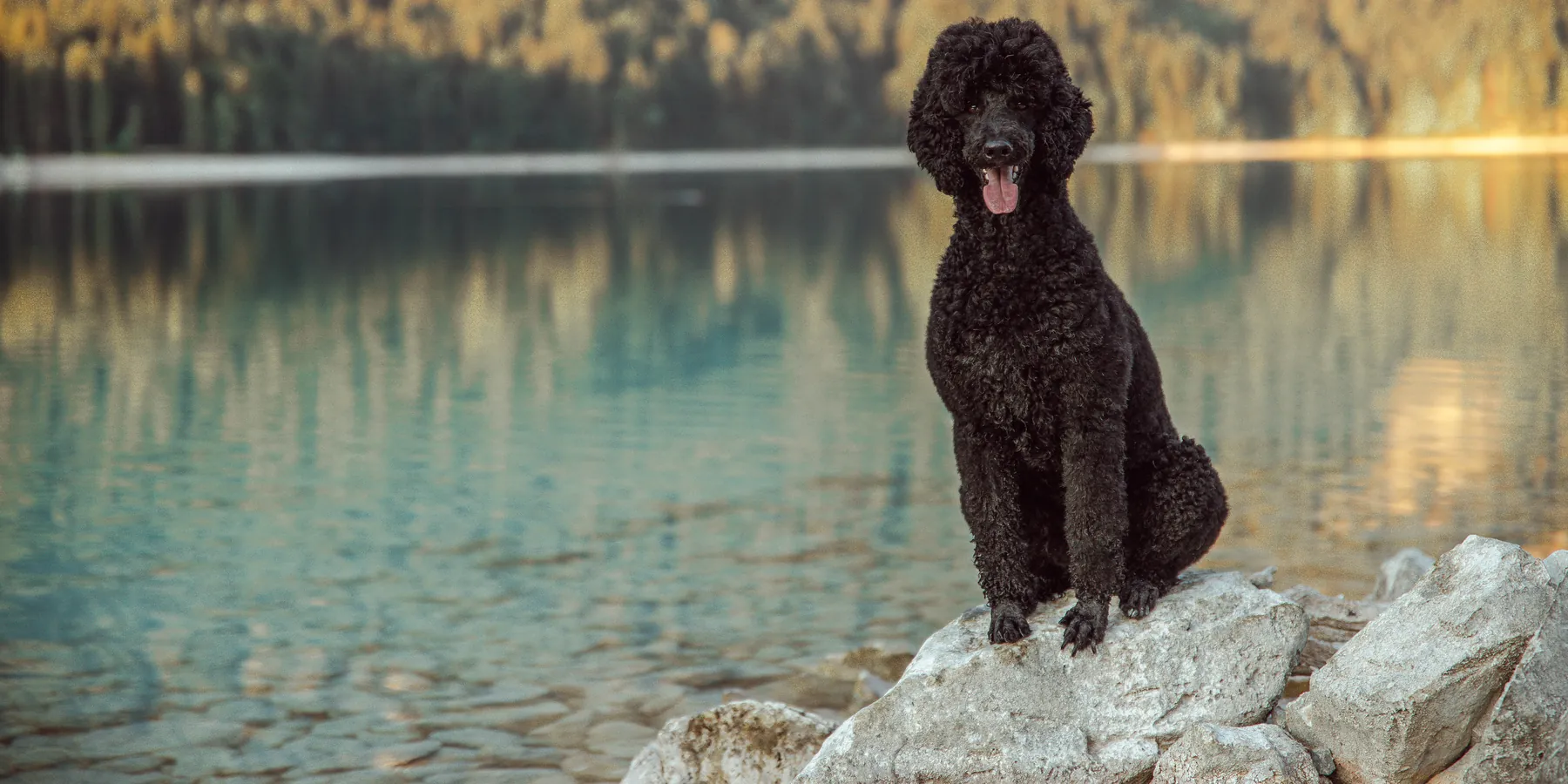 Tiffany sitzt am Ufer des Eibsees