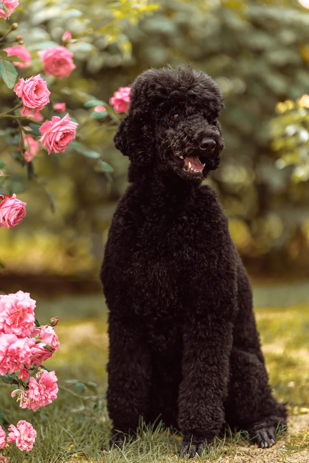Nahaufnahme von Tiffany vor hellen Rosen